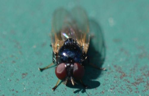 Lonchaea sp.